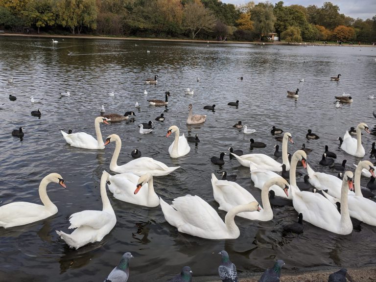 Swans at Hyde Park London itinerary with kids