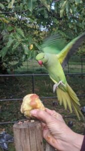 Feeding the parakeets in Hyde Park, London itinerary with kids