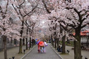 Cherry Blossom