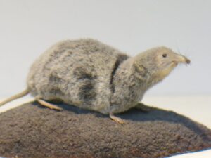 Shrew, Taxidermy at National History Museum, London, Budget travel, things to do in London with teens