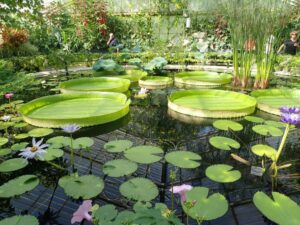 Gian lilypads at Kew Gardens, things to do in London with teens
