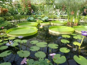Gian lilypads at Kew Gardens, things to do in London with teens