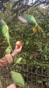 Feeding the parakeets in Hyde Park, London itinerary with kids, things to do in London with teens