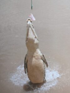 Jumping crocodile tour, Darwin, Australia, ideas for a bucket list