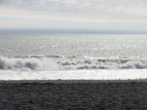 Puffins on the sea, Vik, Iceland, Bucket List ideas