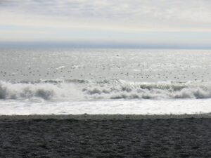 Puffins on the sea, Vik, Iceland, Bucket List ideas