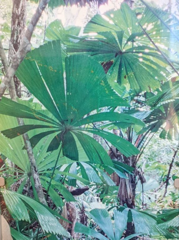 Daintree rainforest Queensland, ideas for a bucket list