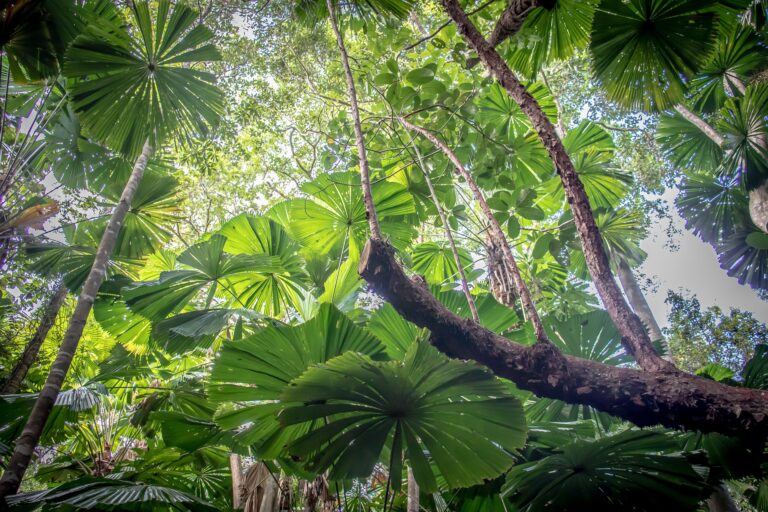 Daintree rainforest Queensland, ideas for a bucket list Adri Marie from Pixabay