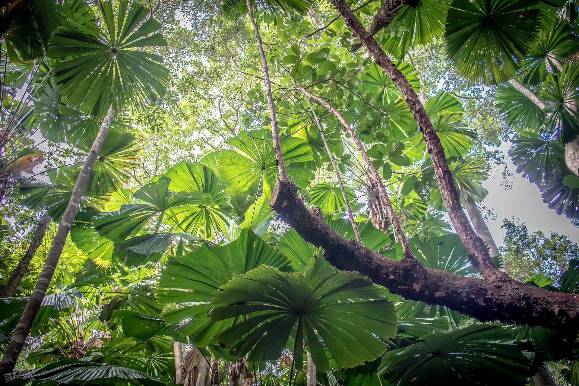 Daintree rainforest Queensland, ideas for a bucket list Adri Marie from Pixabay