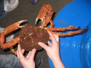 Handling a spider crab, Hendra holiday park, Cornwall, holiday parks south west