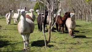 Alpacas Cornwall