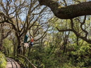 Zip wire