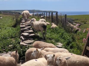 Challaborough headland walk