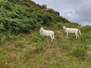 Sheep on hill, Wales Road trip