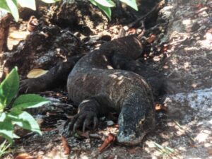 Komodo dragon ideas for bucket lists
