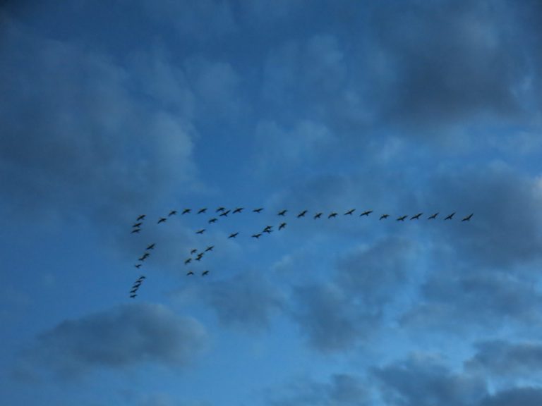 Canadian Geese, ideas for bucket lists