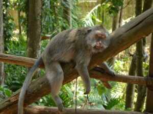 Monkey at Bali sanctuary by Pixabay