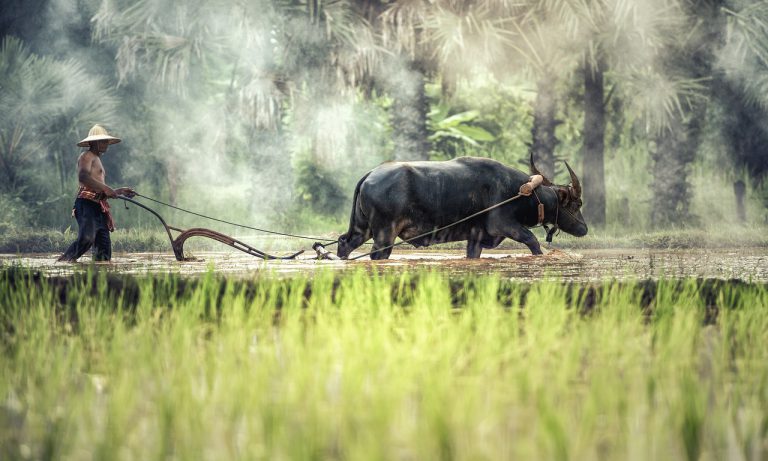 Thai rice fields by Pixabay ideas for bucket lists