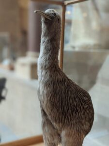 Kiwi, National History Museum, Oxford with kids