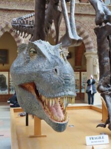 T rex, National History Museum, Oxford with kids