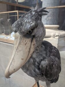 Bird, National History Museum, Oxford with kids