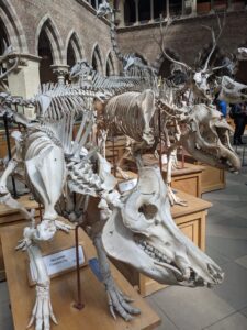 Animal Skeleton, National History Museum, Oxford with kids