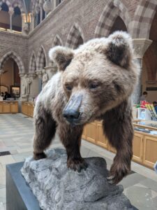 Brown bear, National History Museum, Oxford with kids