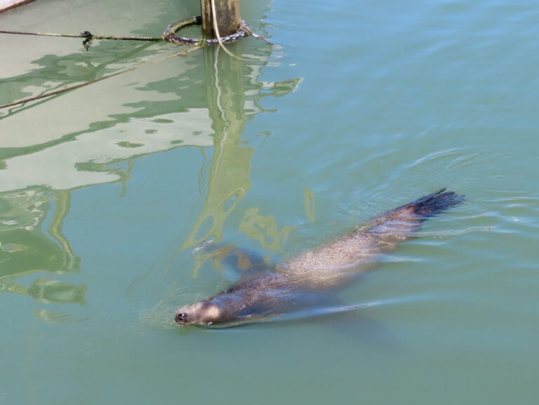 San Francisco Pier 39 Sealion, Tram, things to do in San Francisco with teens