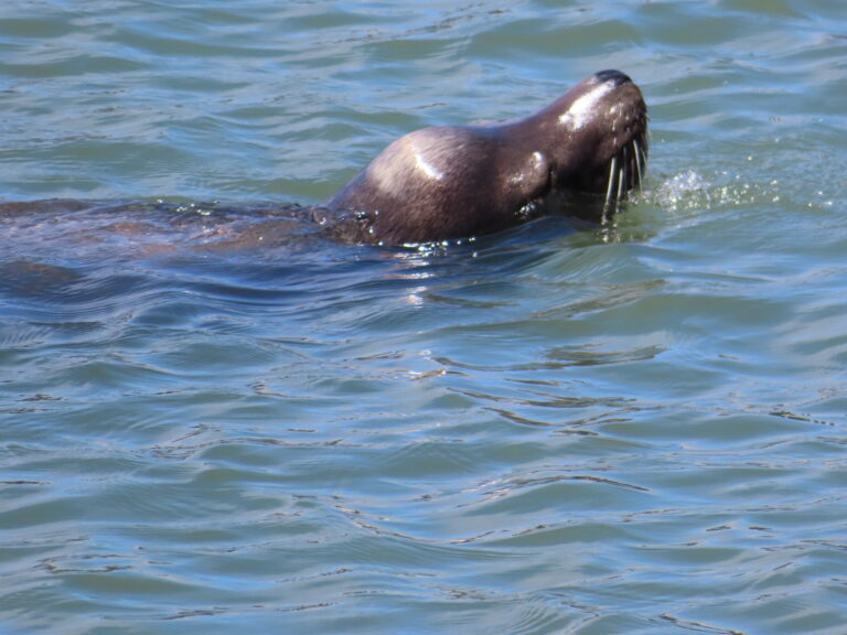 San Francisco Pier 39 Sealion