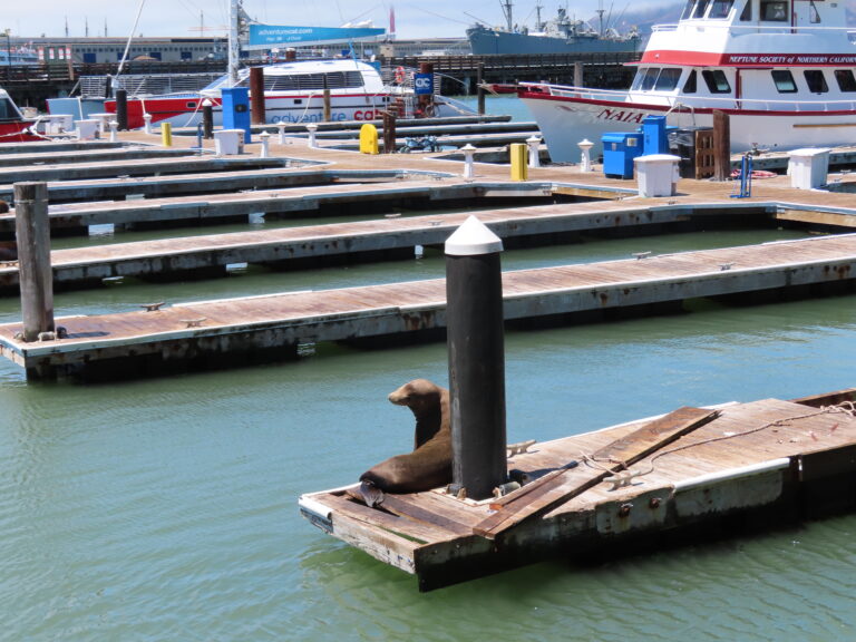 San Francisco Pier 39 Sealion, Tram, things to do in San Francisco with teens