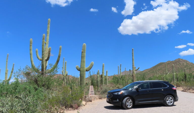 Cacti, Saguaro national park, USA road trip with teens