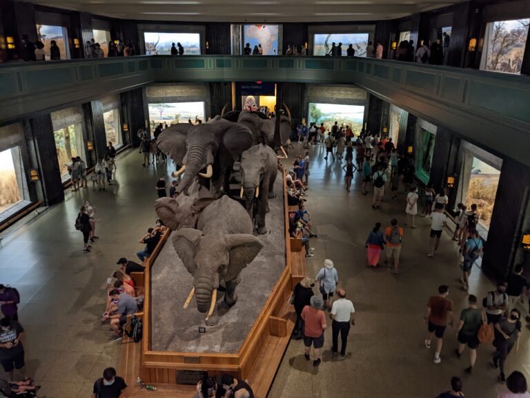 Elephants, American museum of natural history New York