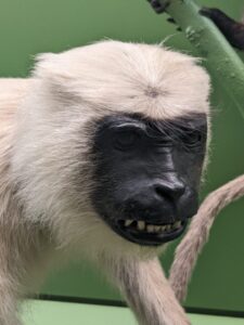 Monkey, American museum of natural history New York with teens