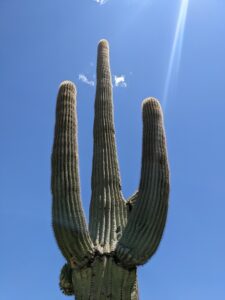Cacti, Saguaro national park, USA road trip with teens