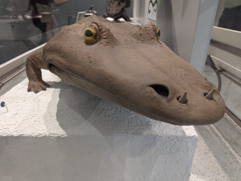 Dinosaur, American museum of natural history New York
