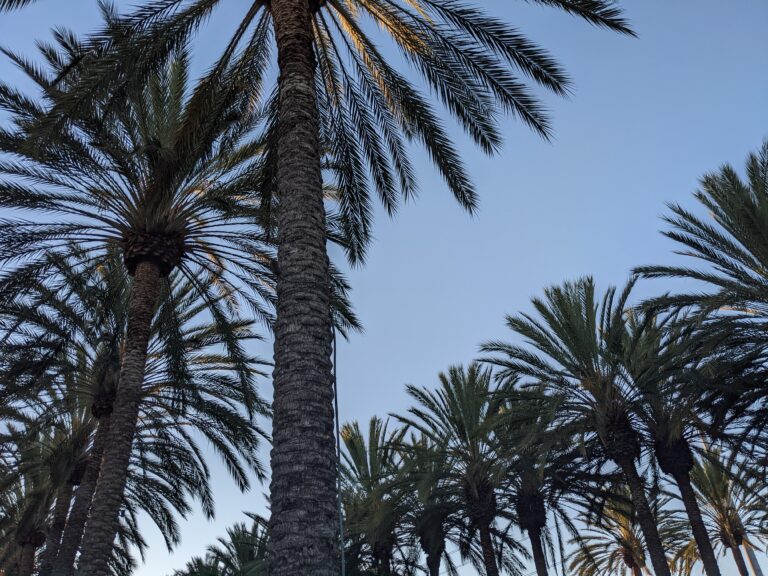 Palms lining Anaheim Los Angeles, Disney with teens