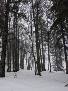 Black Forest in the snow, Schwartzwald winter