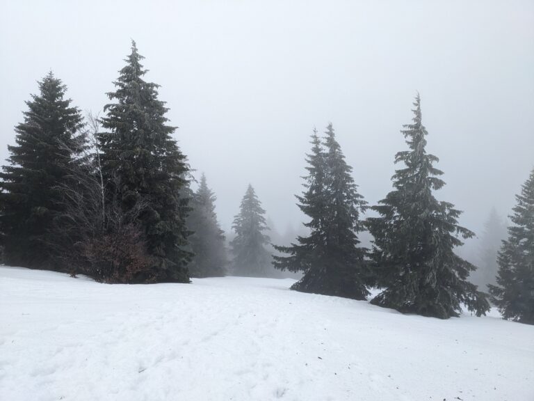 Black Forest in the snow, Schwartzwald winter