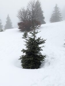 Black Forest in the snow, Schwartzwald winter