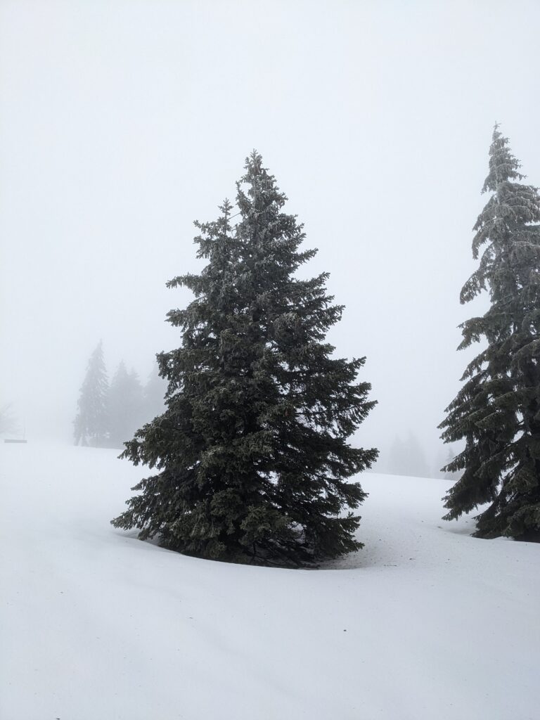 Trees in snow, Schwartzwald Winter holiday