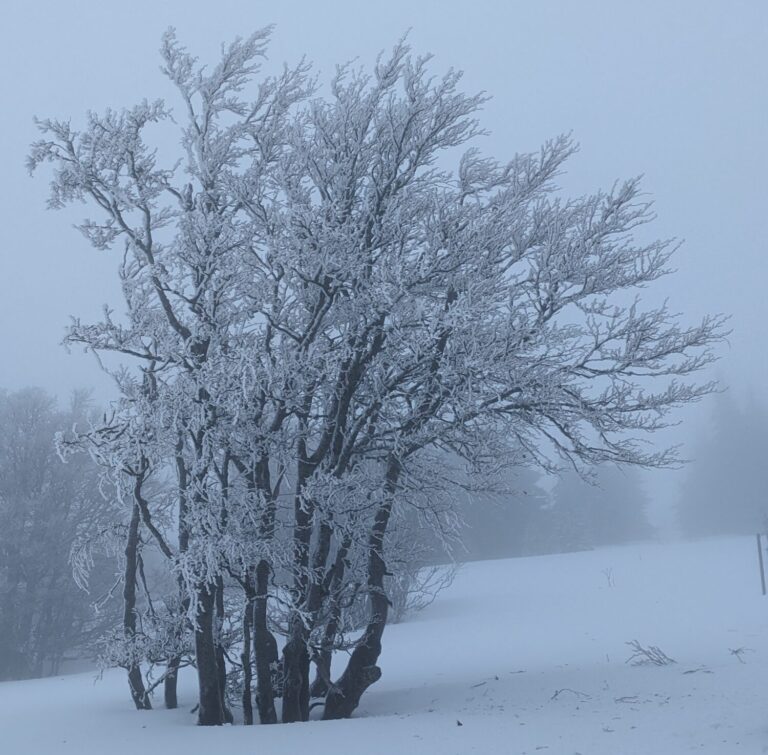 Black Forest in the snow, Schwartzwald winter